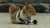 legalsquirrel